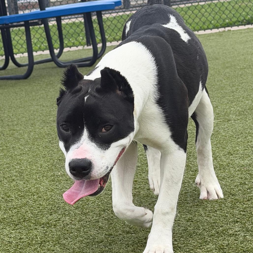 Lady Franklin, Adoptable, Young Female Pit Bull Terrier & Mixed Breed.