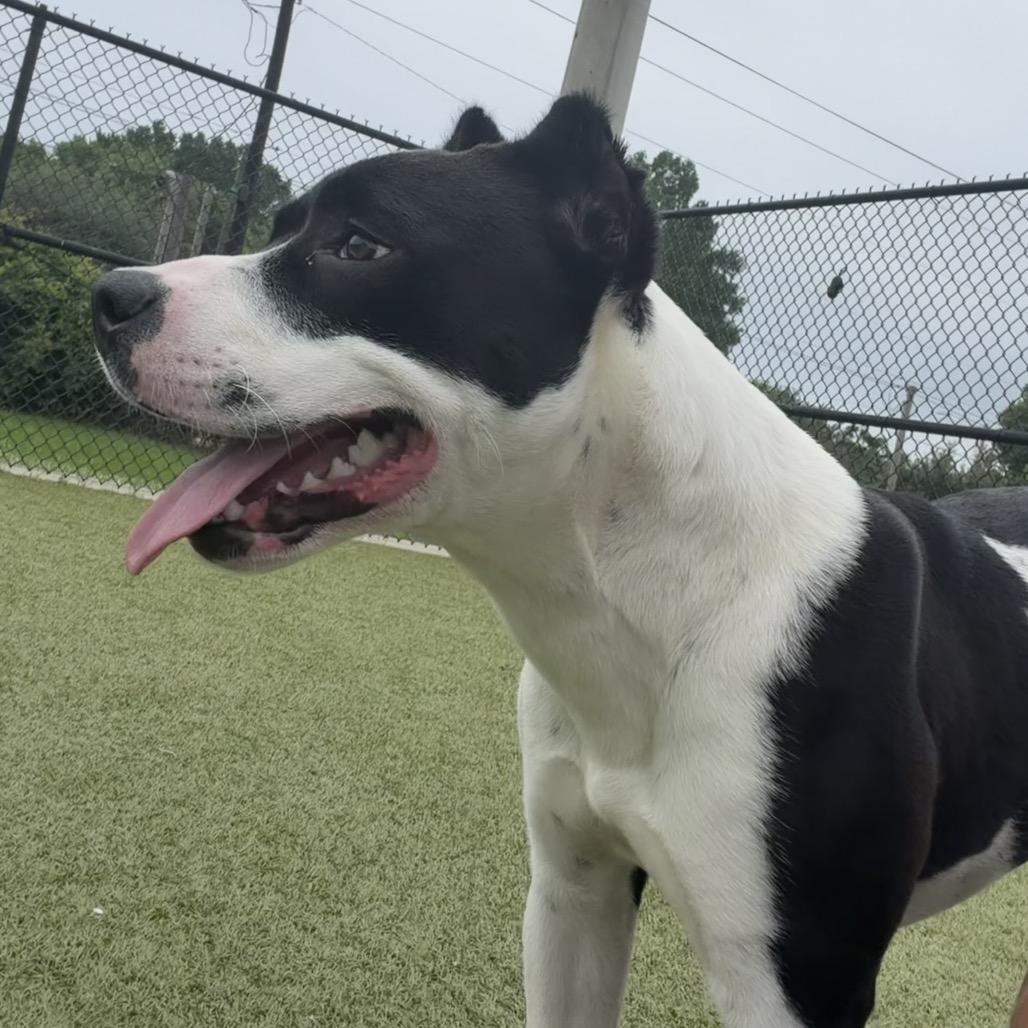 Enlarge Lady Franklin, a Adoptable mixed breed in Bryan, TX image 2/6