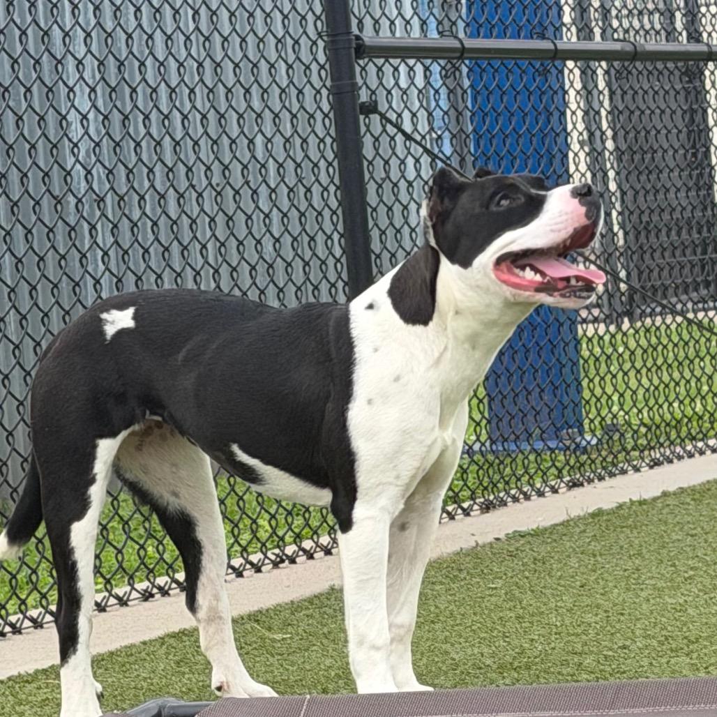 Enlarge Lady Franklin, a Adoptable mixed breed in Bryan, TX image 3/6