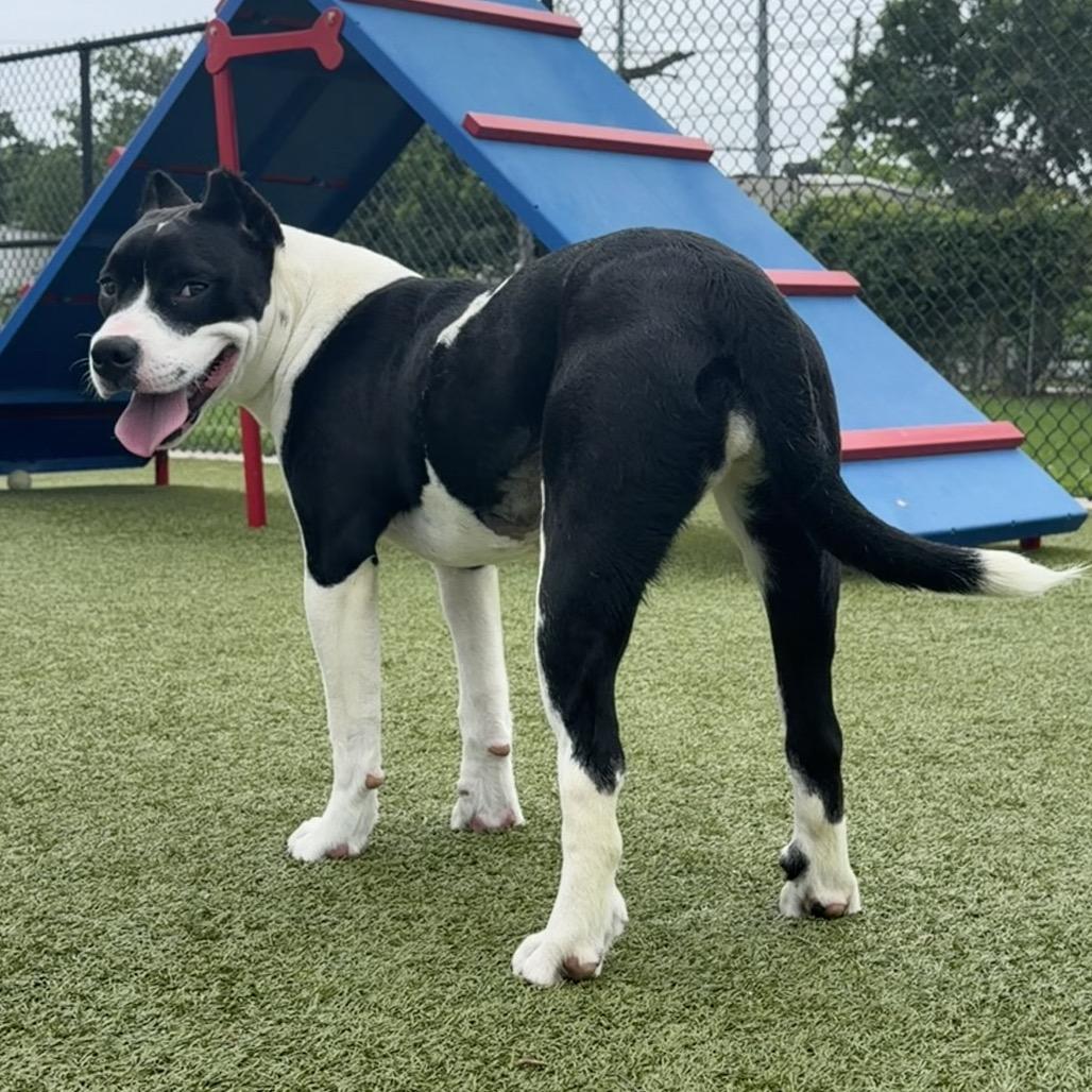 Enlarge Lady Franklin, a Adoptable mixed breed in Bryan, TX image 4/6