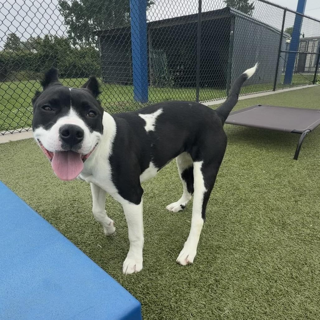 Enlarge Lady Franklin, a Adoptable mixed breed in Bryan, TX image 5/6
