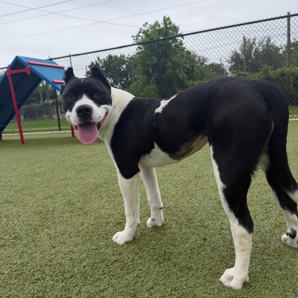 Enlarge Lady Franklin, a Adoptable mixed breed in Bryan, TX image 6/6