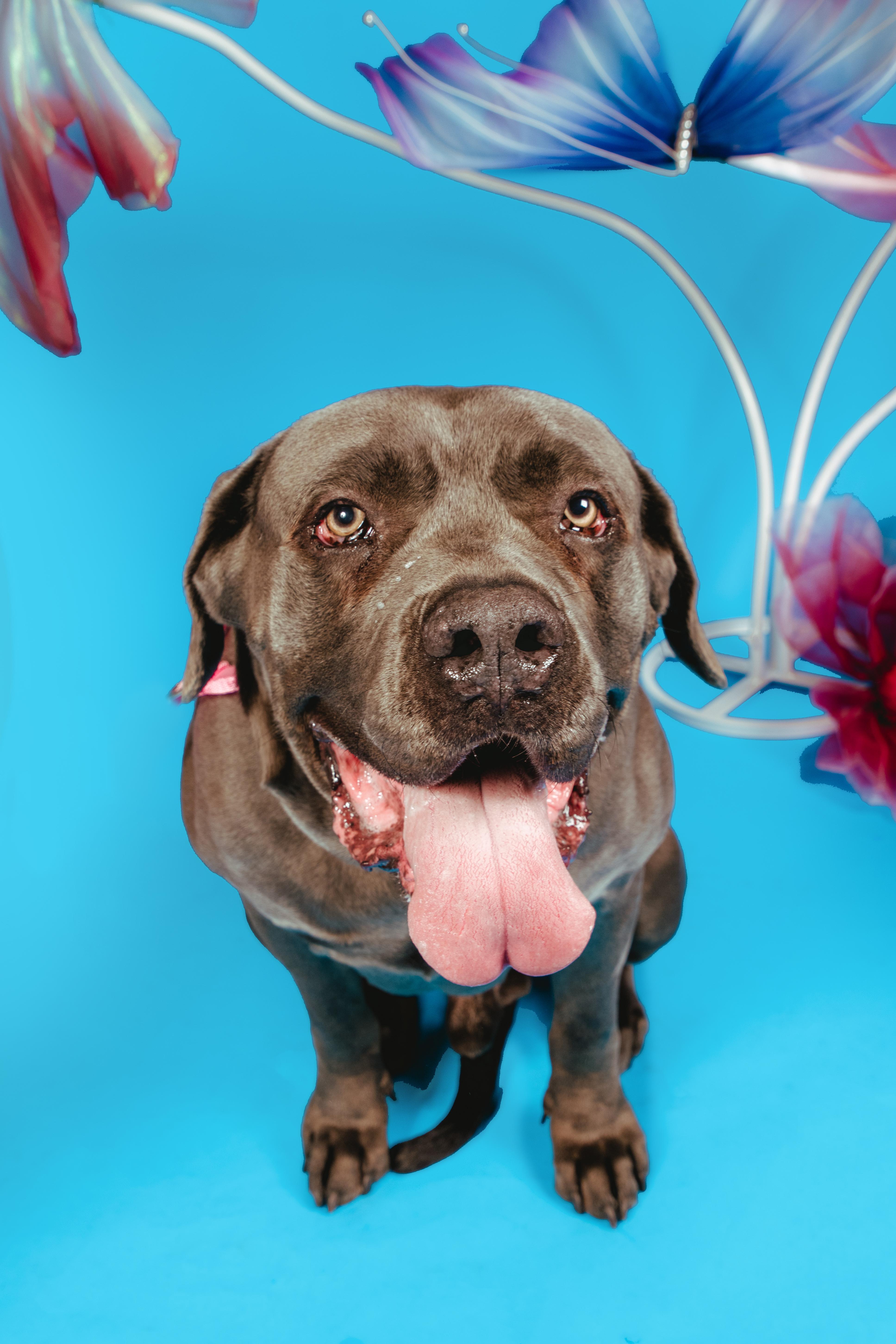 Blue, a ADOPTABLE mixed breed in West Hollywood, CA image 2/5