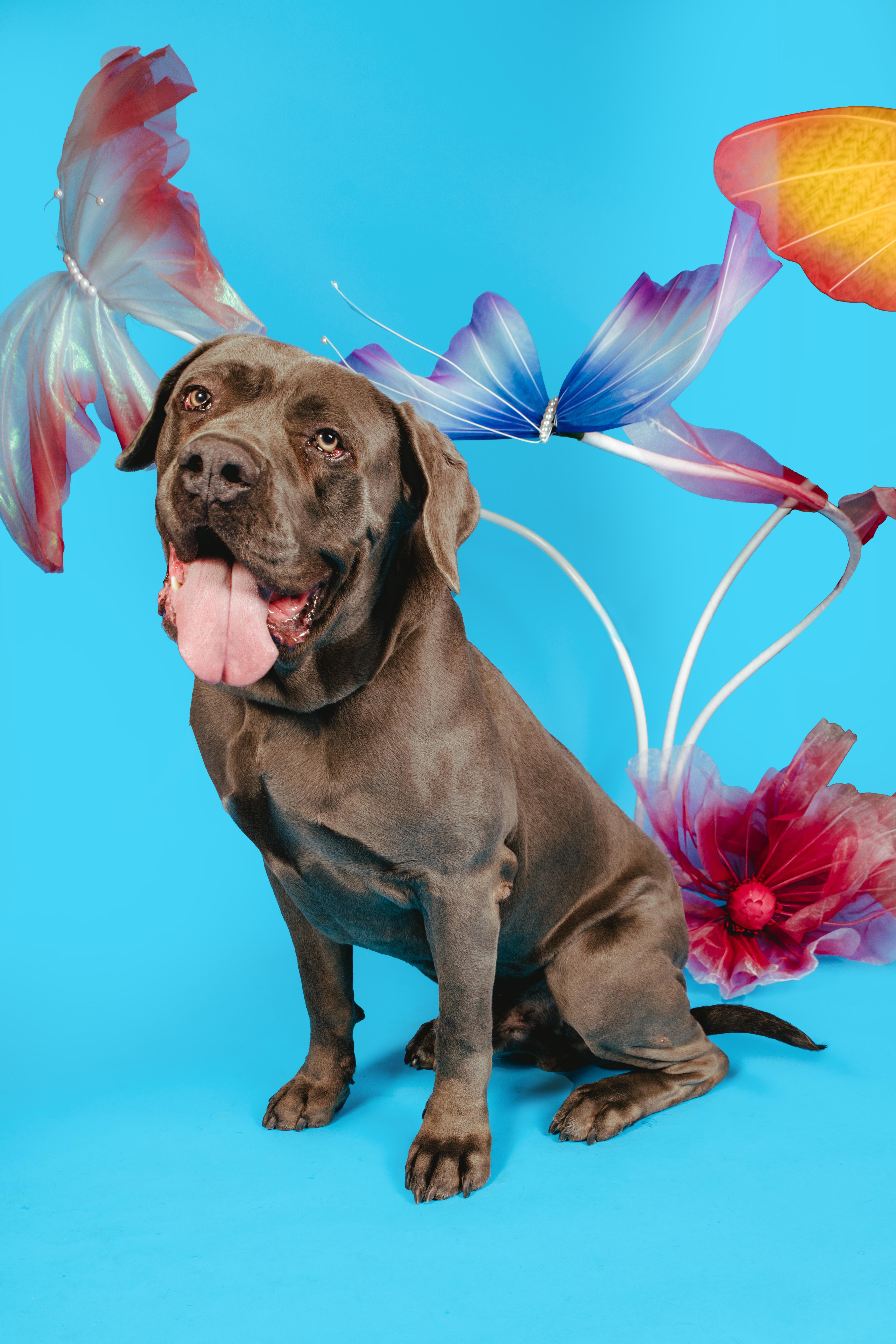 Blue, a ADOPTABLE mixed breed in West Hollywood, CA image 1/5