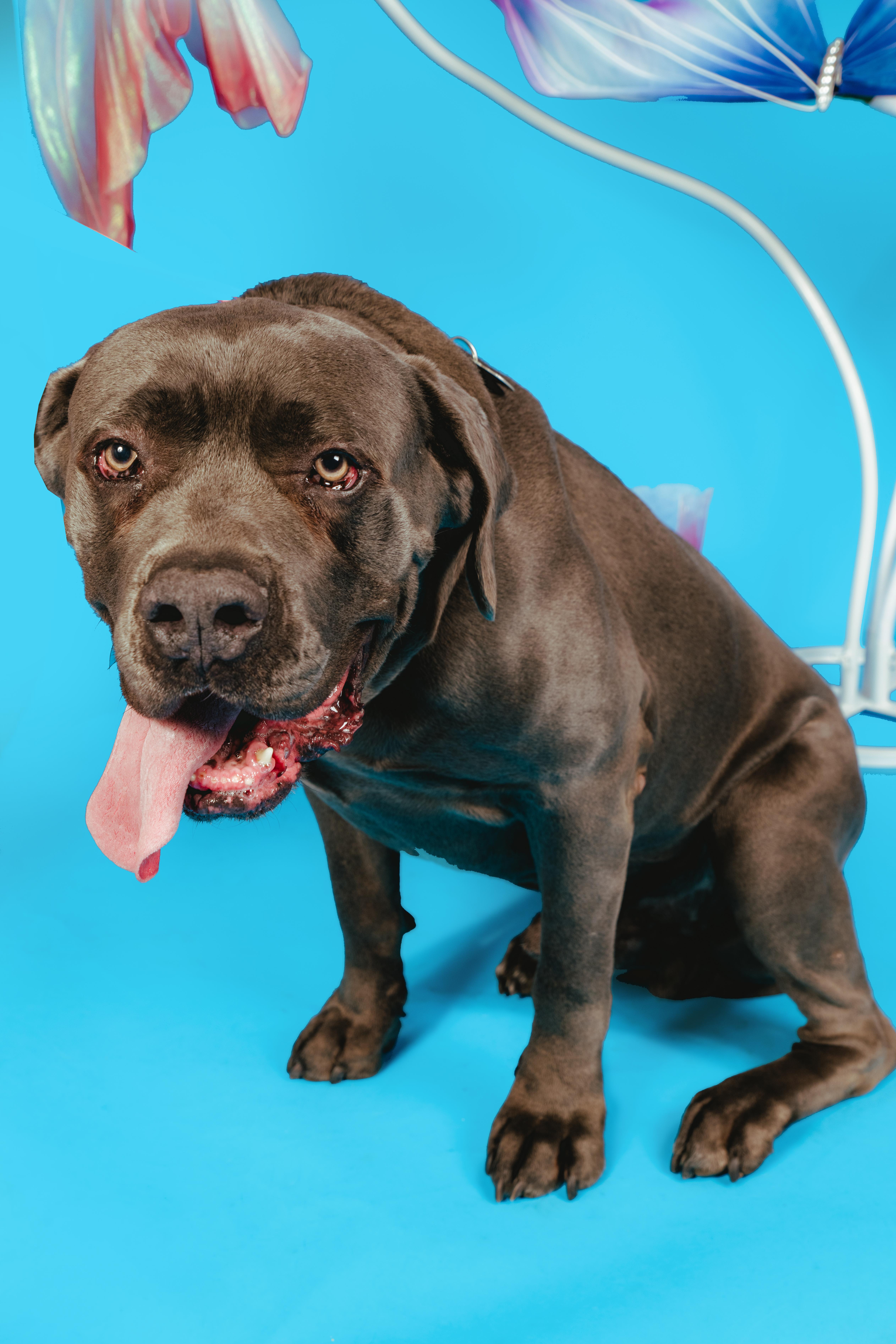 Blue, a ADOPTABLE mixed breed in West Hollywood, CA image 5/5