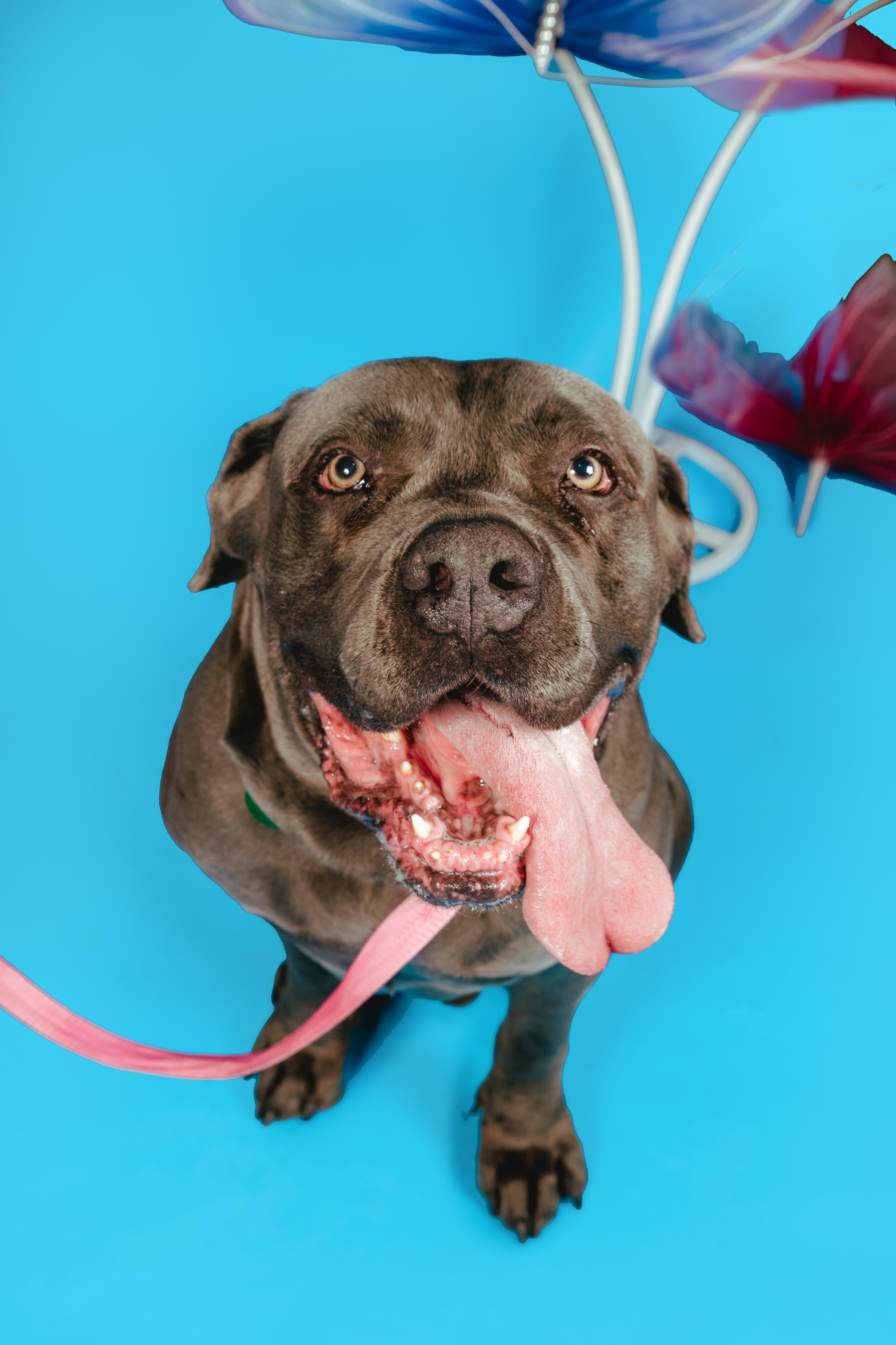 Blue, a ADOPTABLE mixed breed in West Hollywood, CA image 4/5