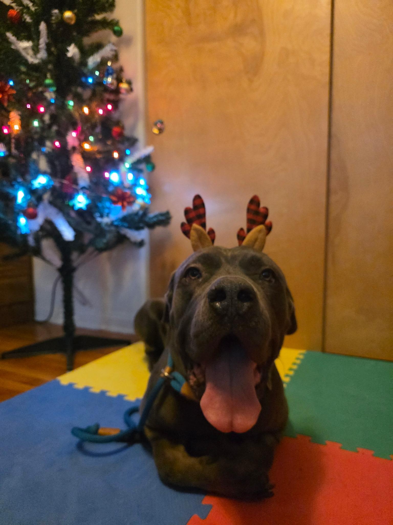 Enlarge Blue, a ADOPTABLE mixed breed in West Hollywood, CA image 4/6