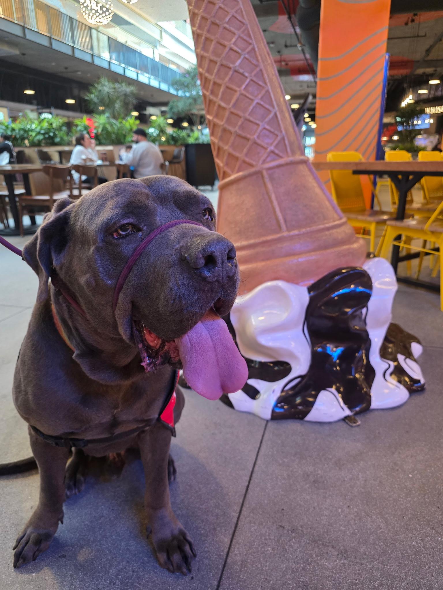 Enlarge Blue, a ADOPTABLE mixed breed in West Hollywood, CA image 2/6