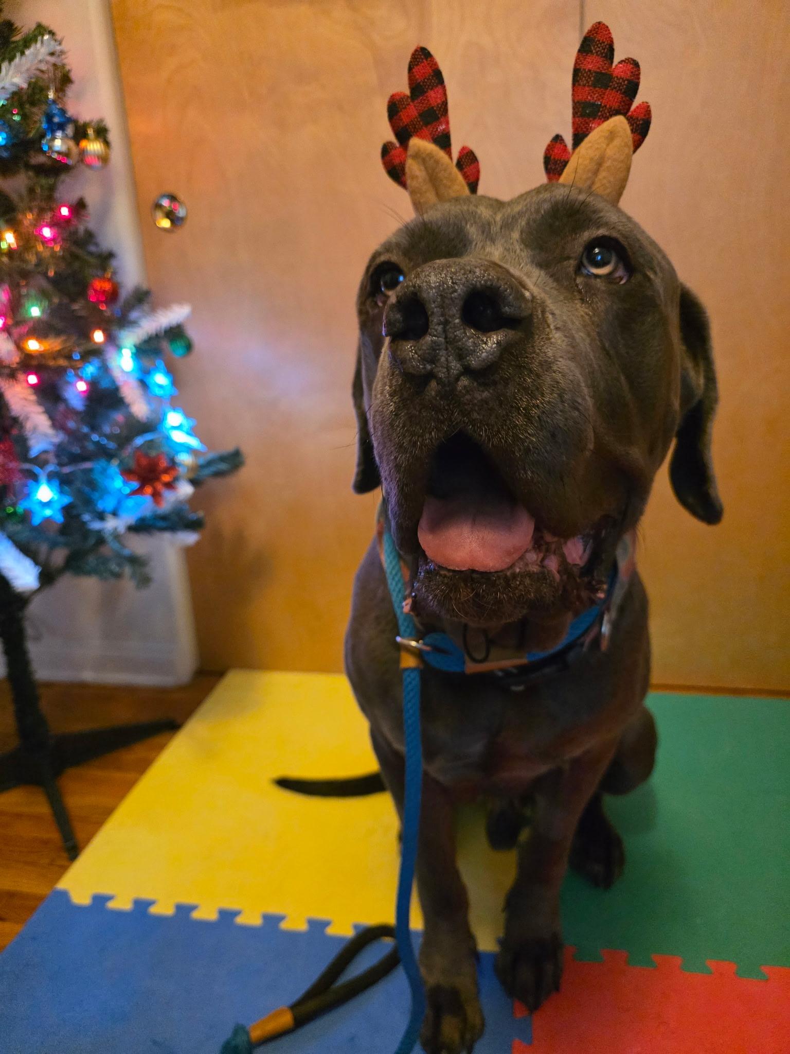 Enlarge Blue, a ADOPTABLE mixed breed in West Hollywood, CA image 3/6