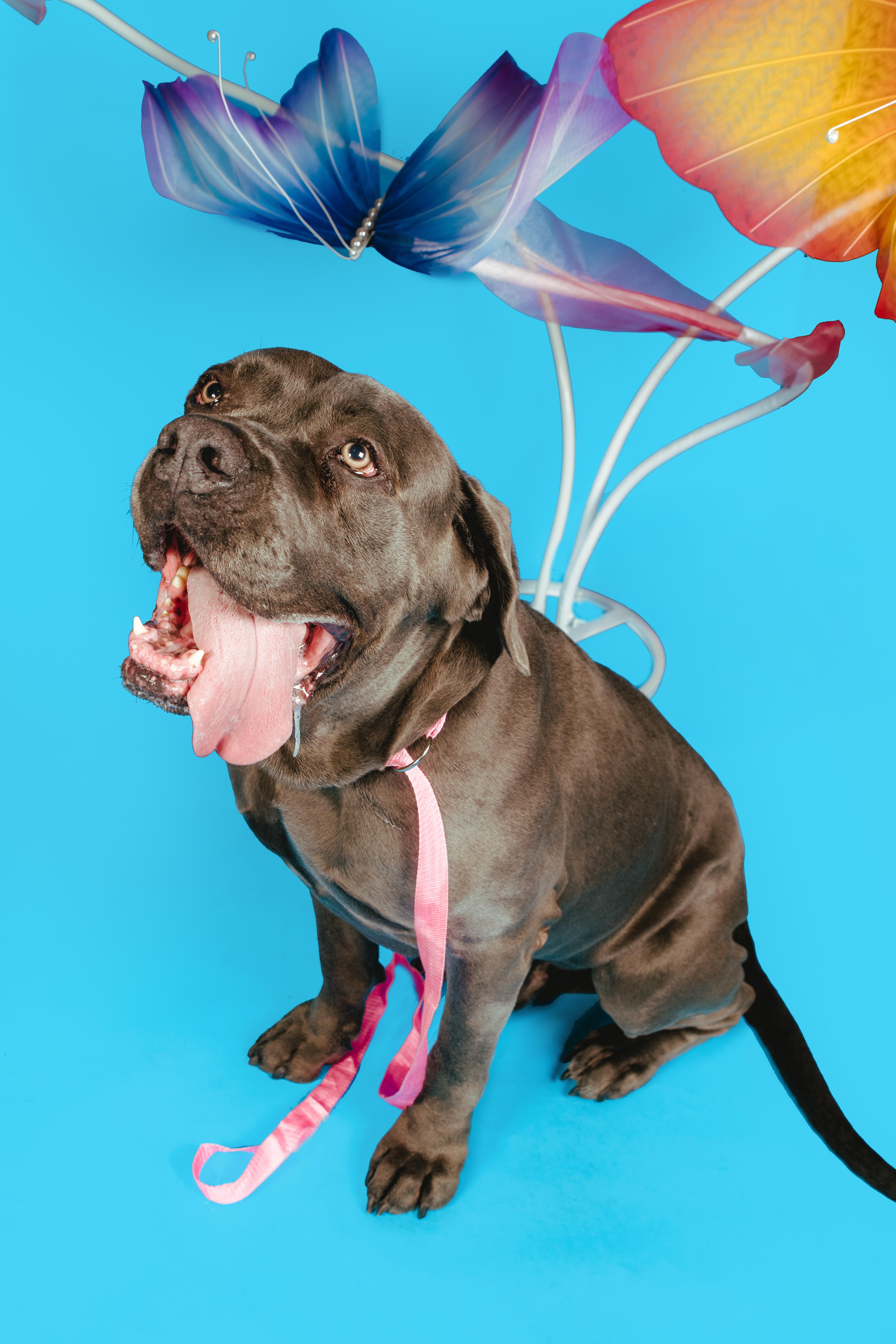 Blue, a ADOPTABLE mixed breed in West Hollywood, CA image 3/5