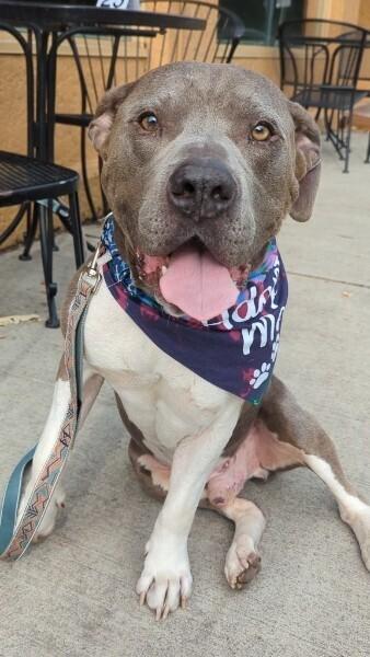 Hank (Eeyore), Adoptable, Adult Male Pit Bull Terrier & Mixed Breed.