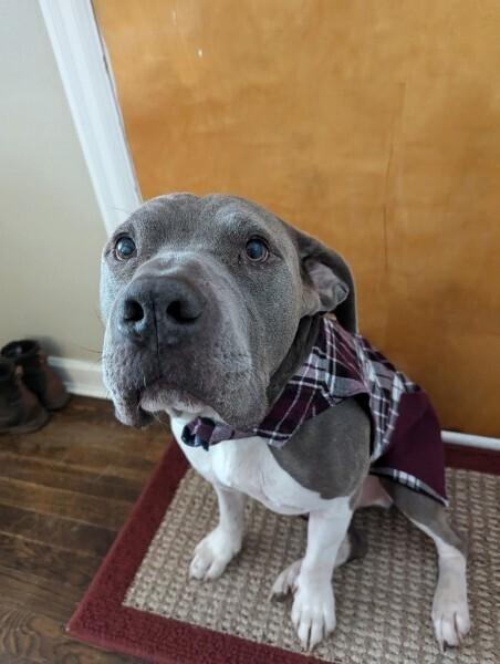 Hank (Eeyore), a Adoptable mixed breed in Tigard, OR image 3/5