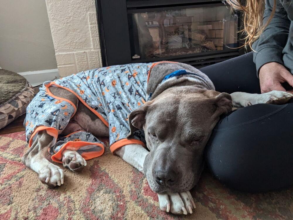 Hank (Eeyore), a Adoptable mixed breed in Tigard, OR image 4/5