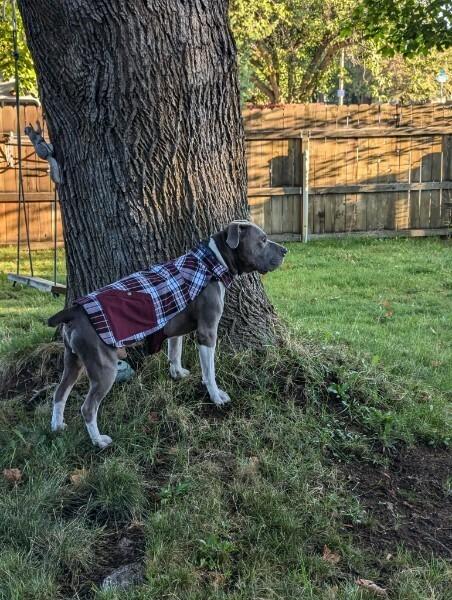 Hank (Eeyore), a Adoptable mixed breed in Tigard, OR image 5/5