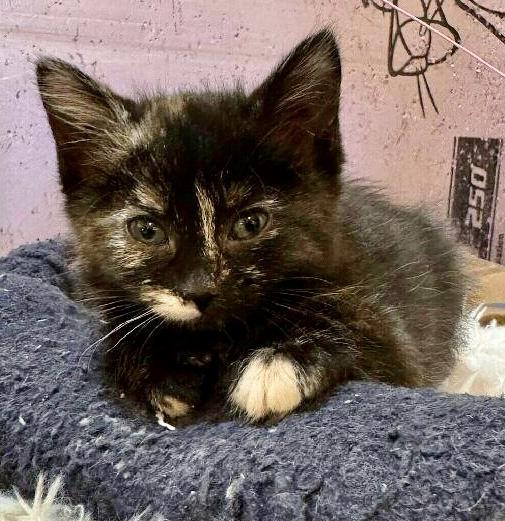 Enlarge ABBY, an adoptable Domestic Short Hair in Lake City, MN image 1/1