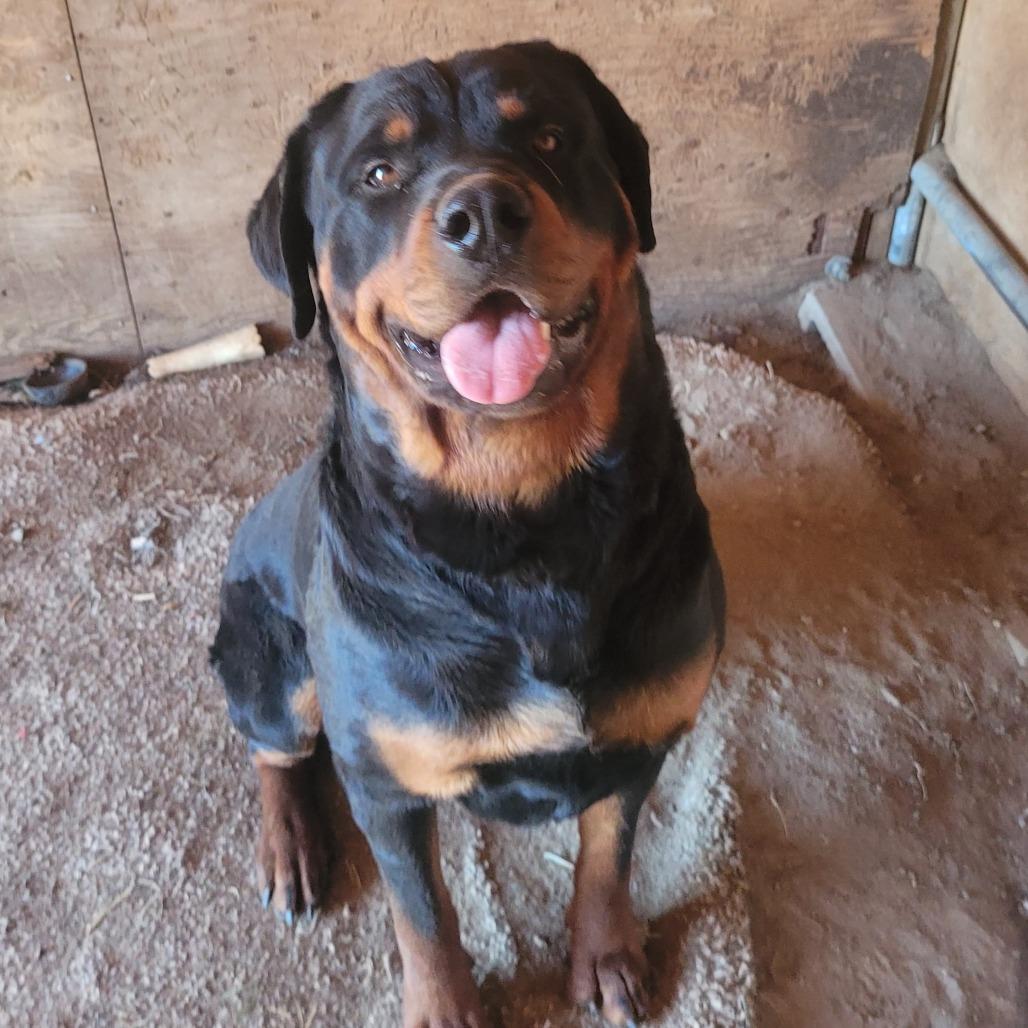 Enlarge Oso, a Adoptable Rottweiler in Reno, NV image 1/2