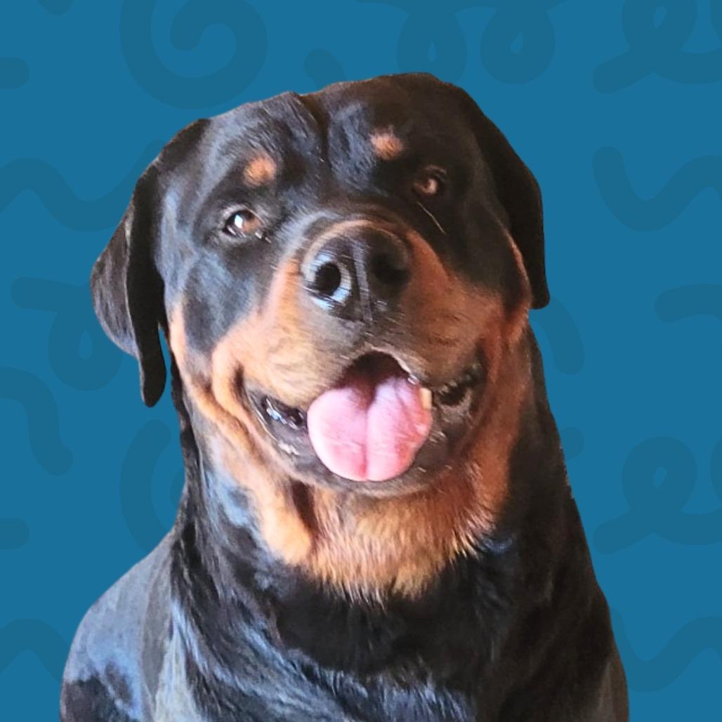 Enlarge Oso, a Adoptable Rottweiler in Reno, NV image 2/2