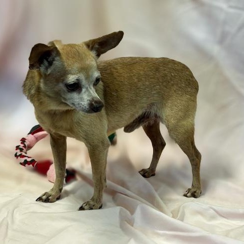 Enlarge Eddie, an adopted mixed breed in Lebanon, TN image 3/4