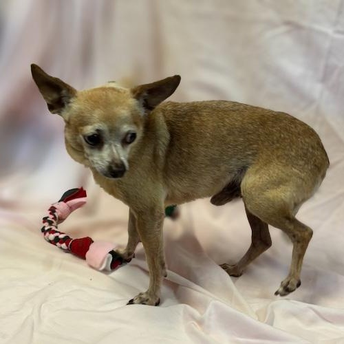 Enlarge Eddie, an adopted mixed breed in Lebanon, TN image 4/4