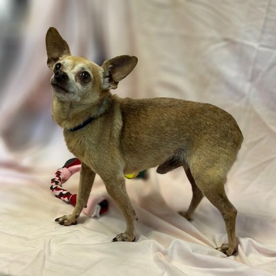 Enlarge Eddie, an adopted mixed breed in Lebanon, TN image 2/4