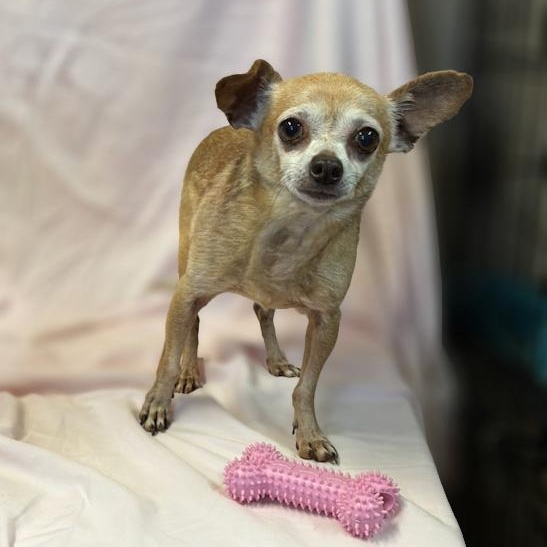 Eddie, Adoptable, Adult Male Chihuahua.