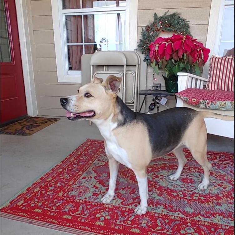 Enlarge Leona, an adopted mixed breed in East Hartford, CT image 2/6