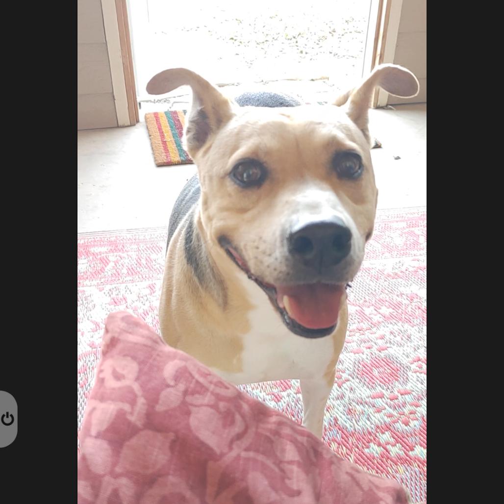 Enlarge Leona, an adopted mixed breed in East Hartford, CT image 5/6