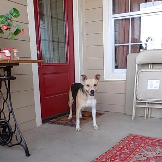 Enlarge Leona, an adopted mixed breed in East Hartford, CT image 3/6