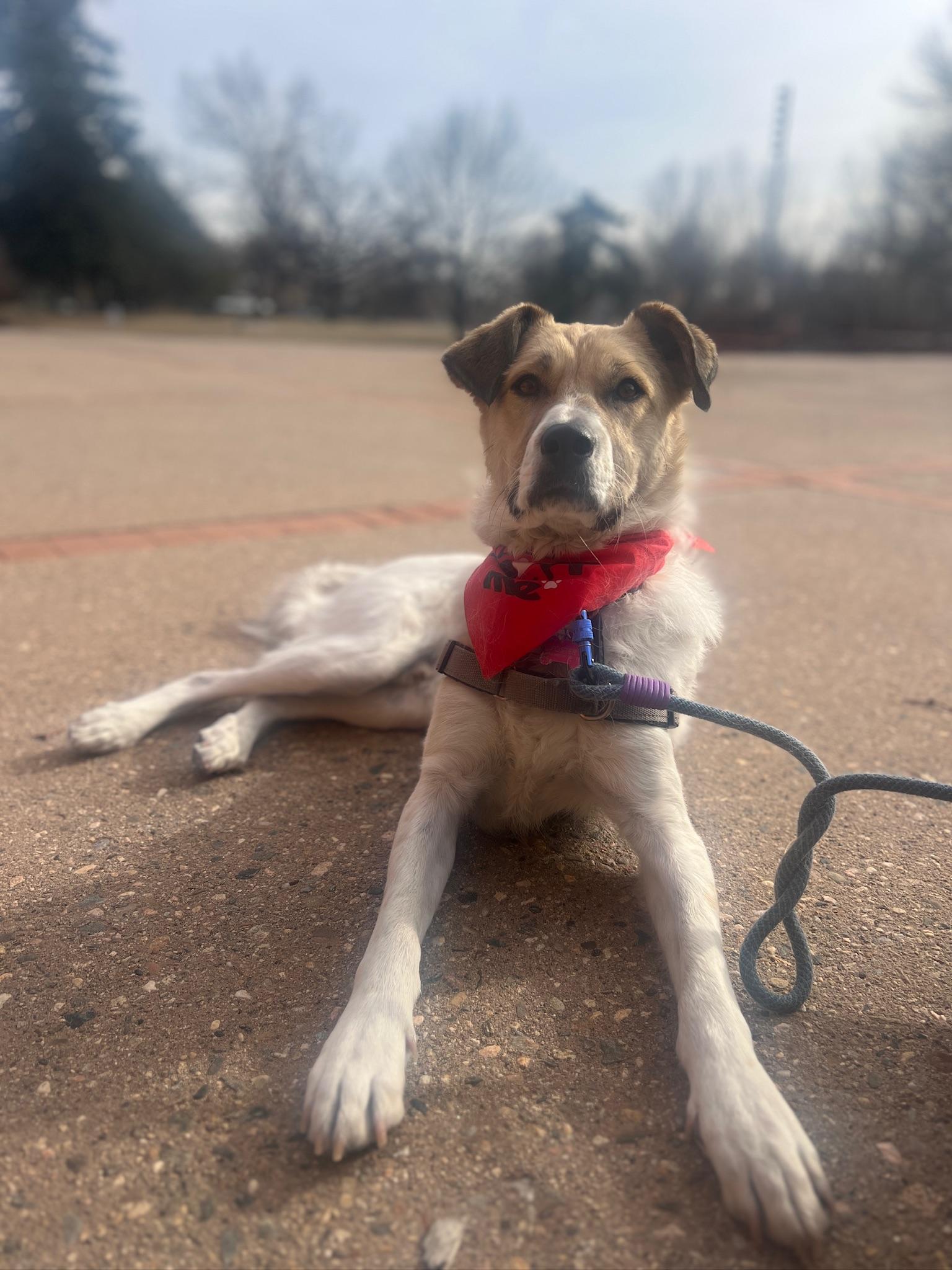 Enlarge Bagel, a ADOPTABLE mixed breed in Fort Collins, CO image 2/6