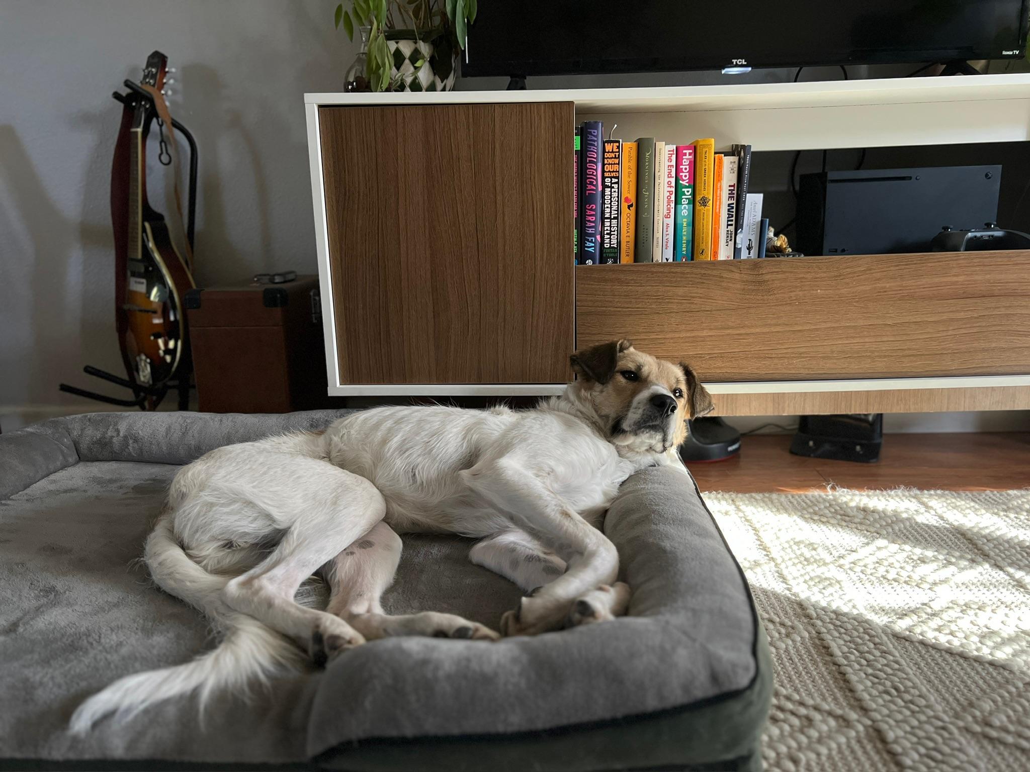 Enlarge Bagel, a ADOPTABLE mixed breed in Fort Collins, CO image 6/6