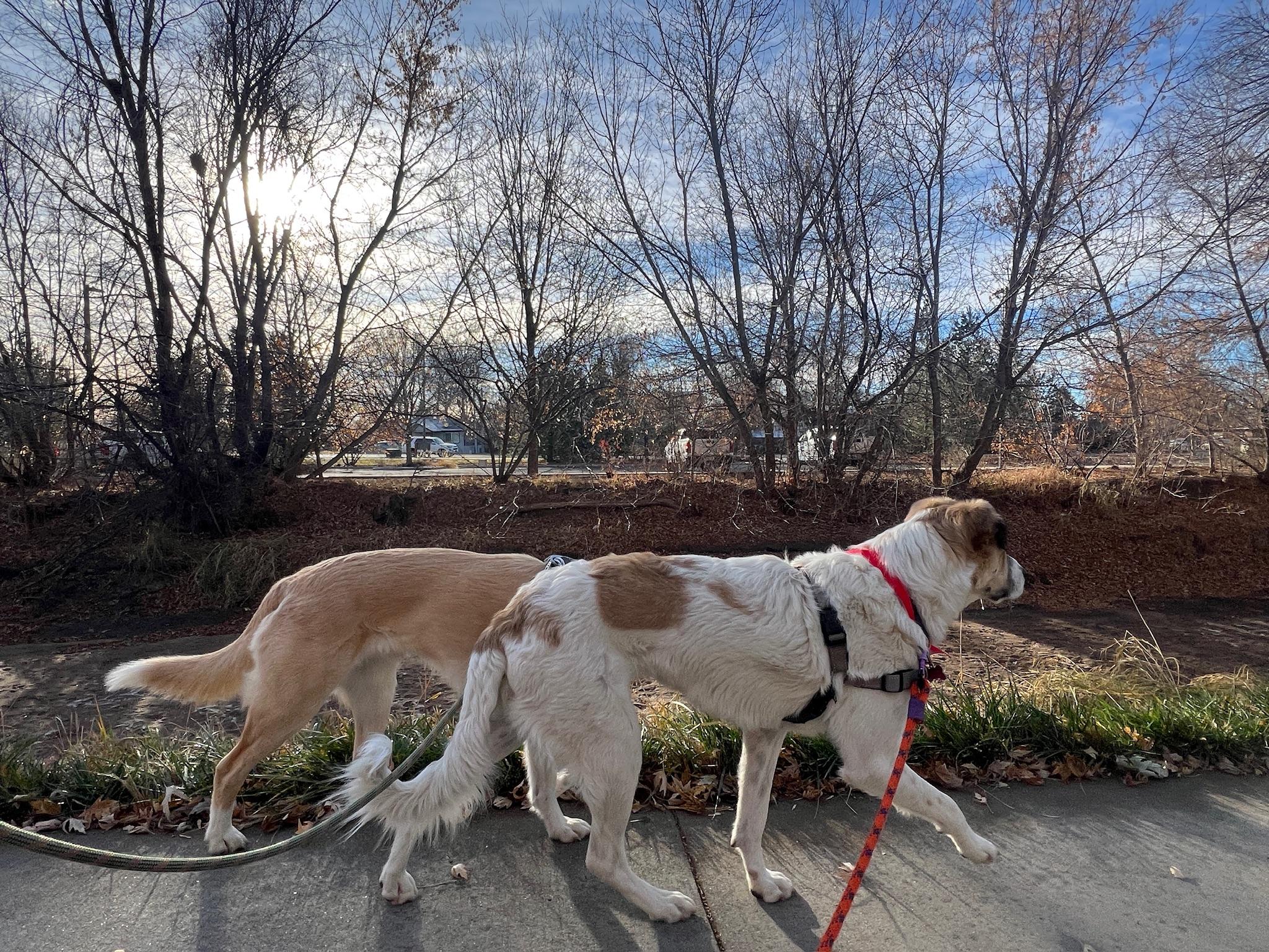 Enlarge Bagel, a ADOPTABLE mixed breed in Fort Collins, CO image 5/6