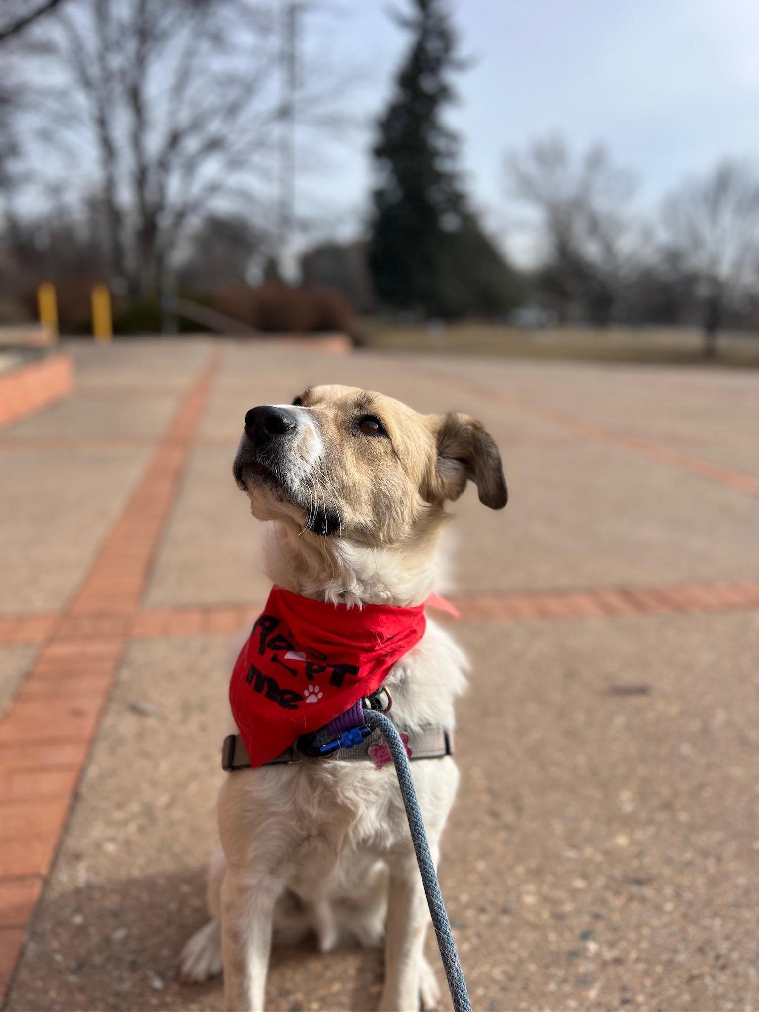Bagel, ADOPTABLE, Young Male Great Pyrenees & Border Collie.