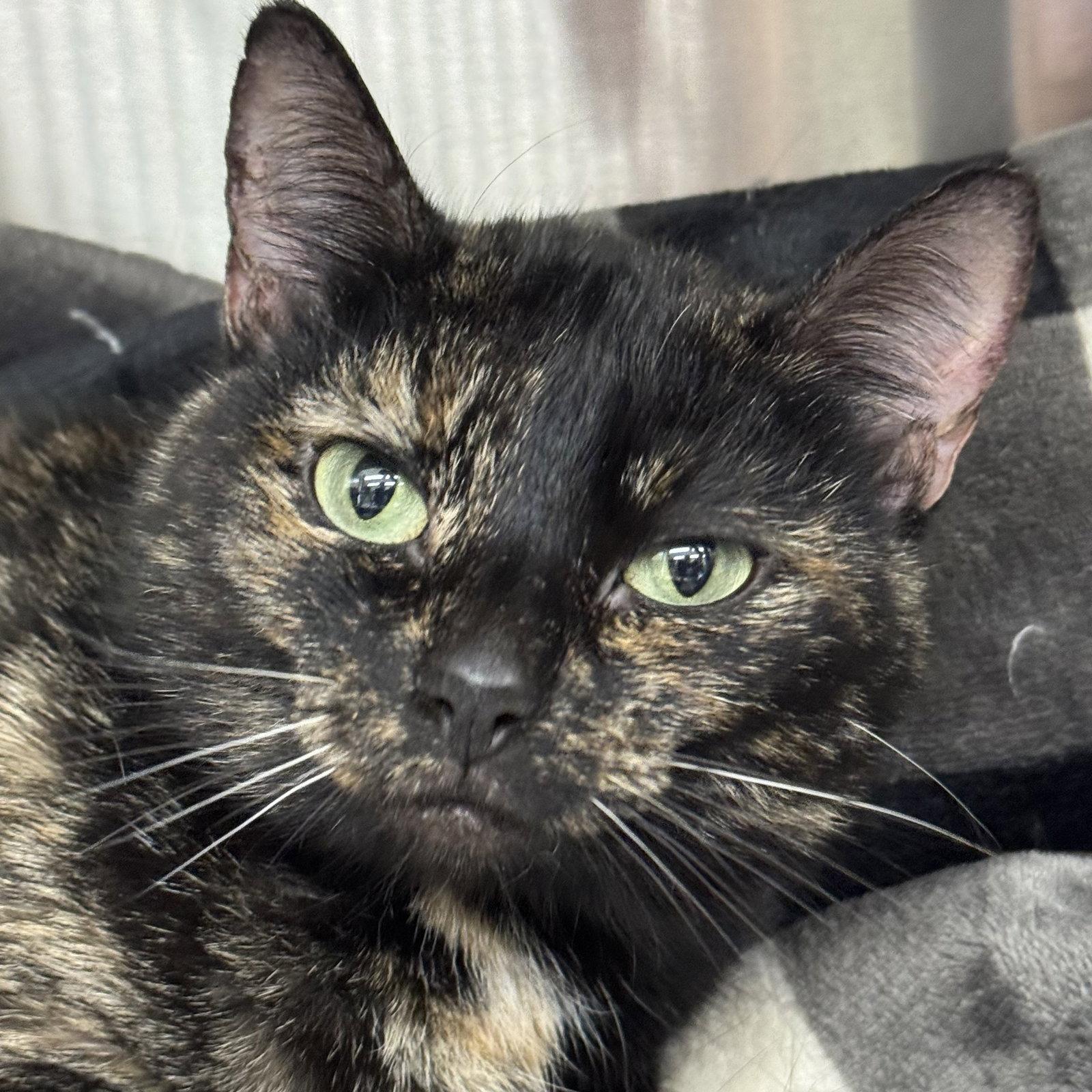 Juice Lee, Adopted, Adult Female Domestic Short Hair & Tortoiseshell.