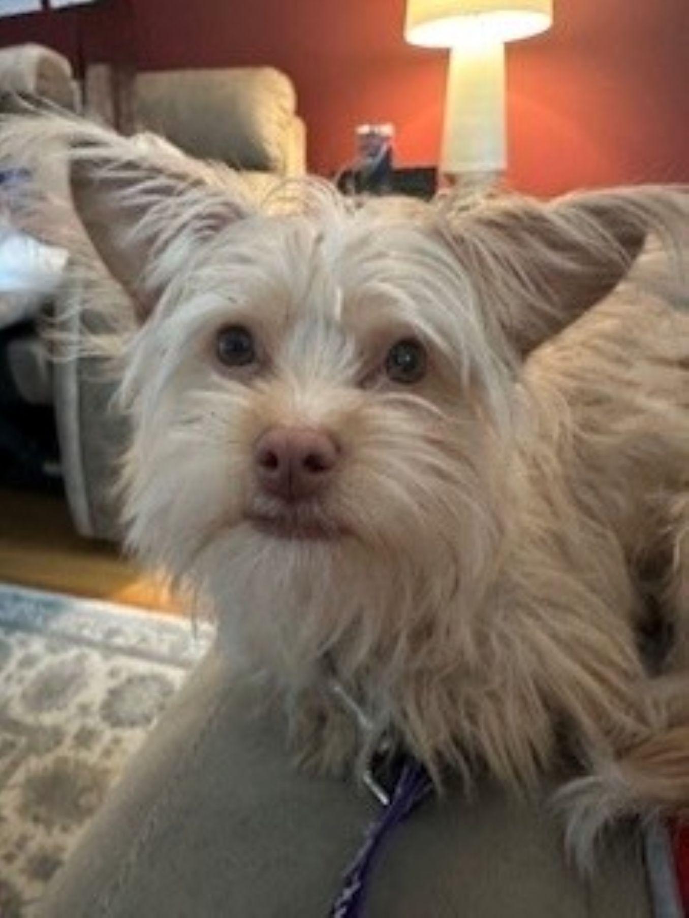 Enlarge Daisy, an adopted mixed breed in East Hartford, CT image 1/2