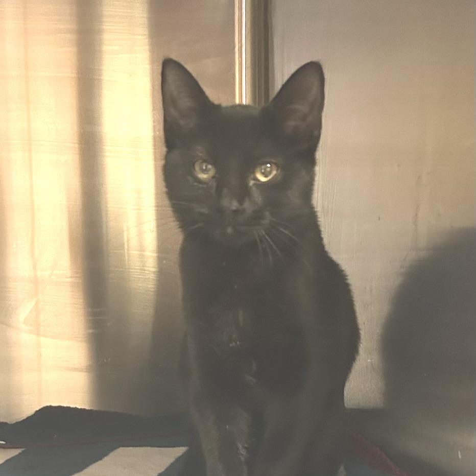 Clara, Adoptable, Kitten Female Domestic Short Hair.