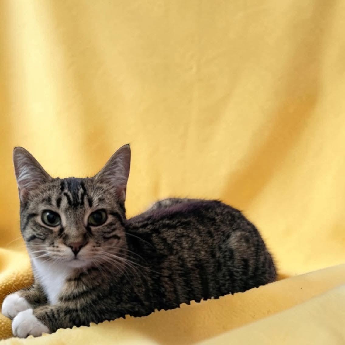 Enlarge Belladonna, a ADOPTABLE mixed breed in Duchess, AB image 1/1