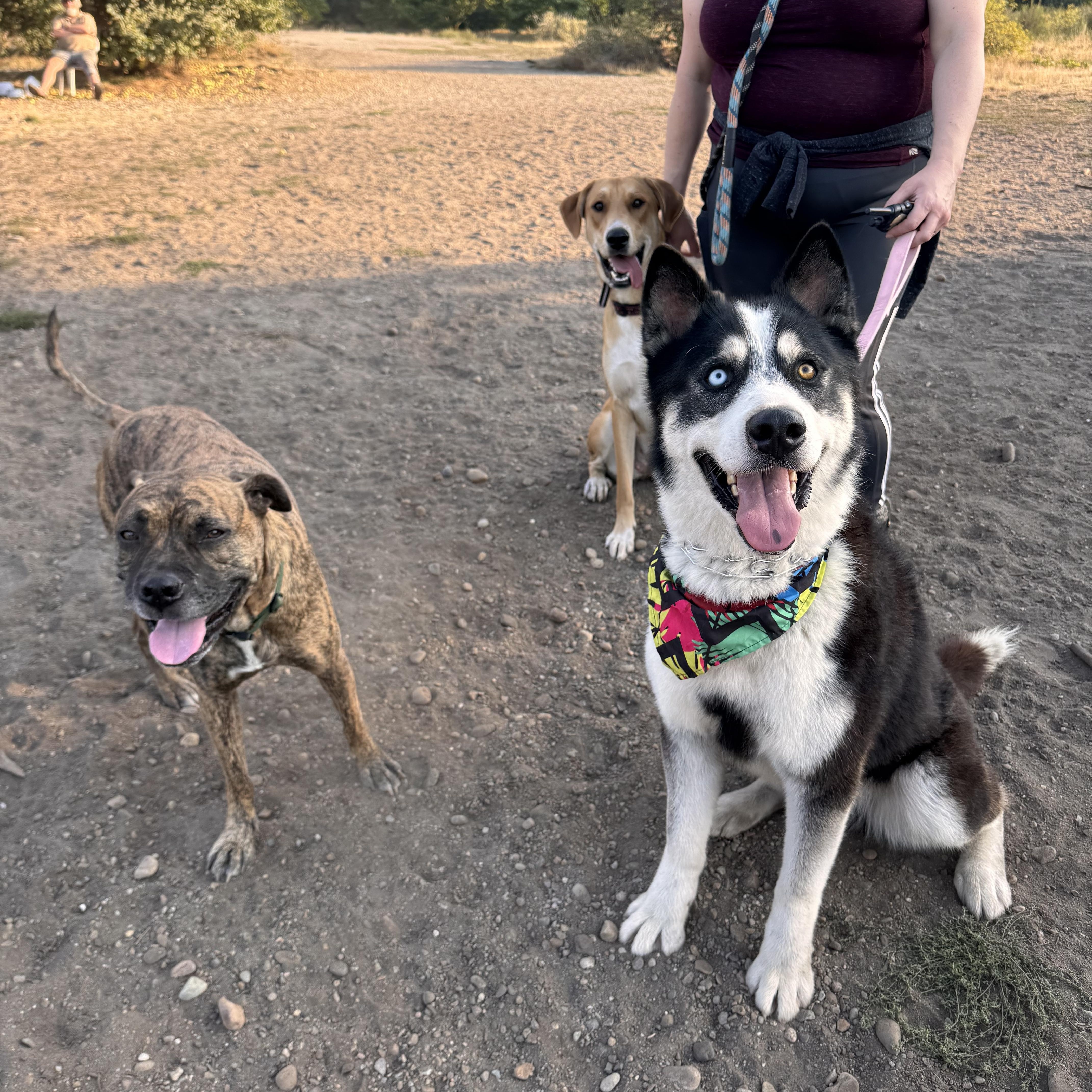 Ranger, an adoptable Husky in Springfield, OR, 97477 | Photo Image 4