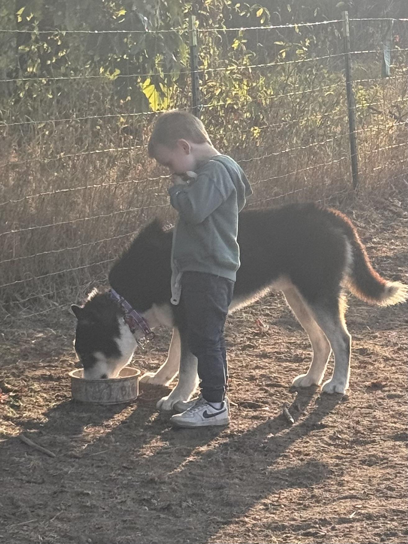 Ranger, an adoptable Husky in Springfield, OR, 97477 | Photo Image 3