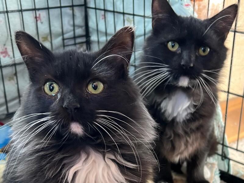 Charm — thumbnail 2