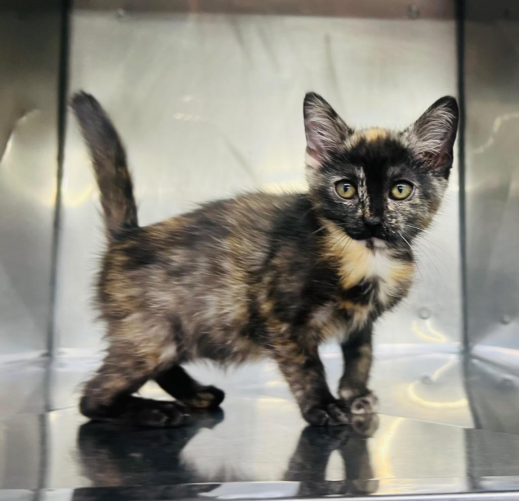 Nadia, Adoptable, Kitten Female Domestic Short Hair.