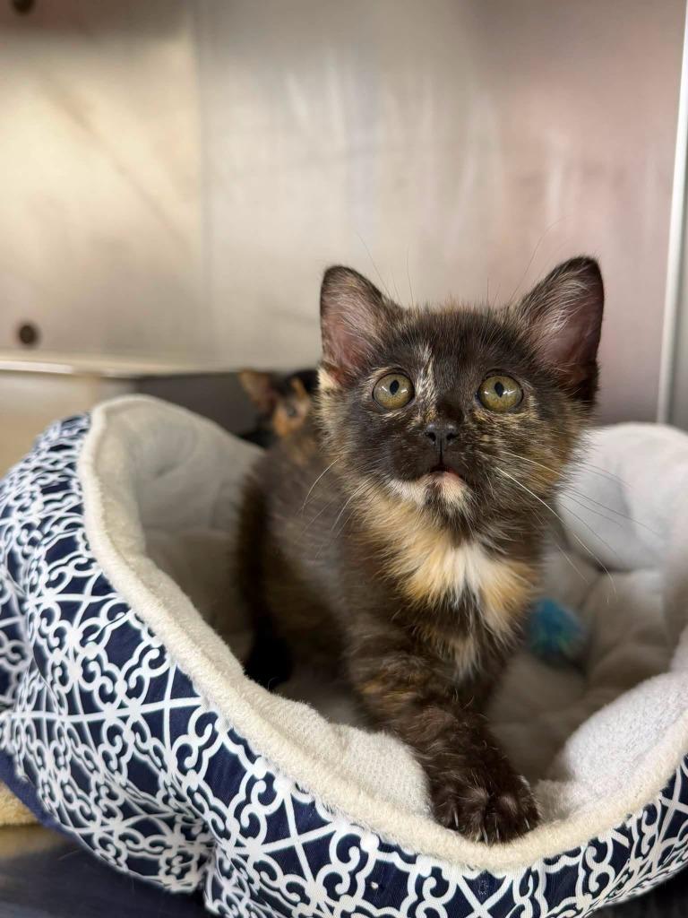 Nadia, a Adoptable mixed breed in Murray, KY image 2/2