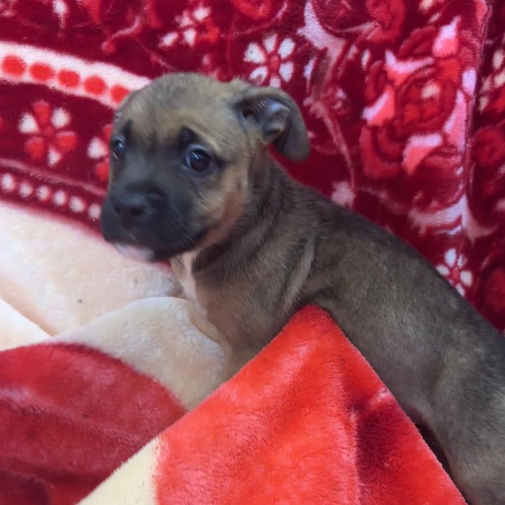 Enlarge Contija, a Adoptable mixed breed in Uniontown, PA image 1/3