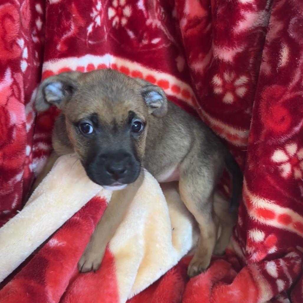 Enlarge Contija, a Adoptable mixed breed in Uniontown, PA image 2/3