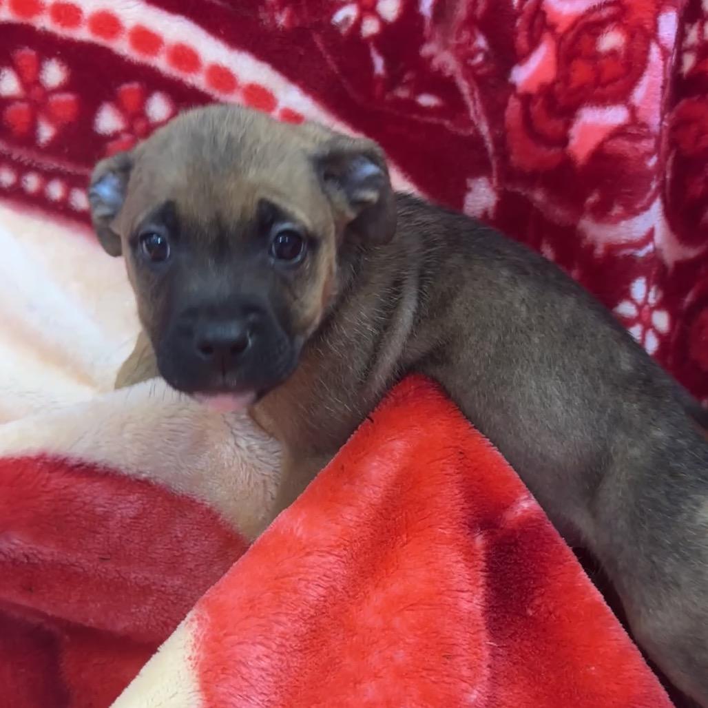 Enlarge Contija, a Adoptable mixed breed in Uniontown, PA image 3/3