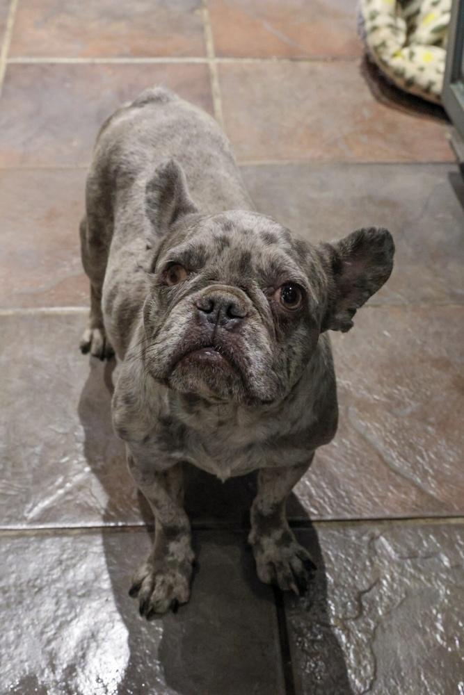 Swiss, Adoptable, Adult Male French Bulldog.