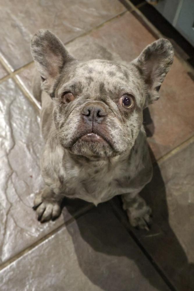 Enlarge Swiss, a Adoptable mixed breed in TUCSON, AZ image 2/4