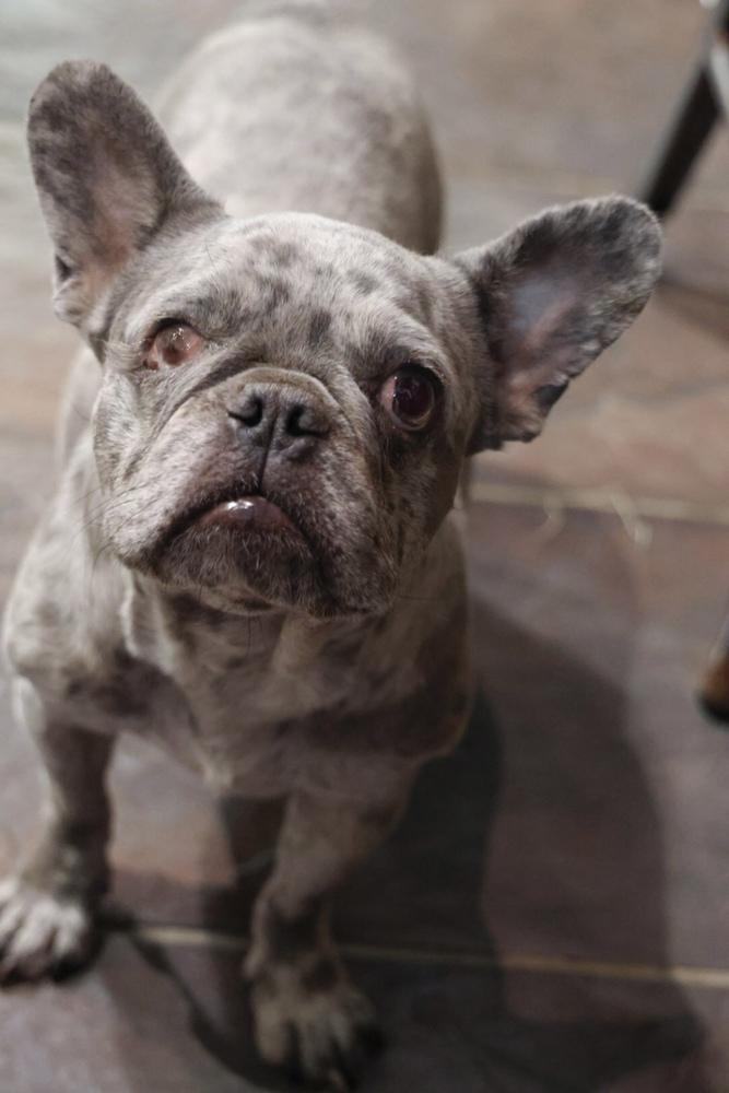 Enlarge Swiss, a Adoptable mixed breed in TUCSON, AZ image 3/4