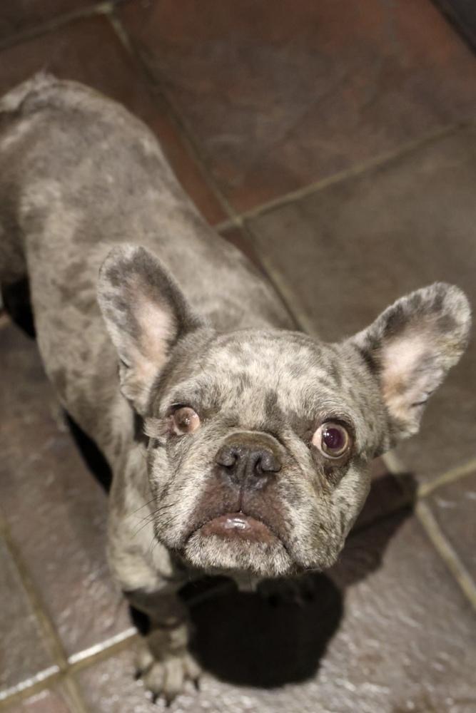 Enlarge Swiss, a Adoptable mixed breed in TUCSON, AZ image 4/4