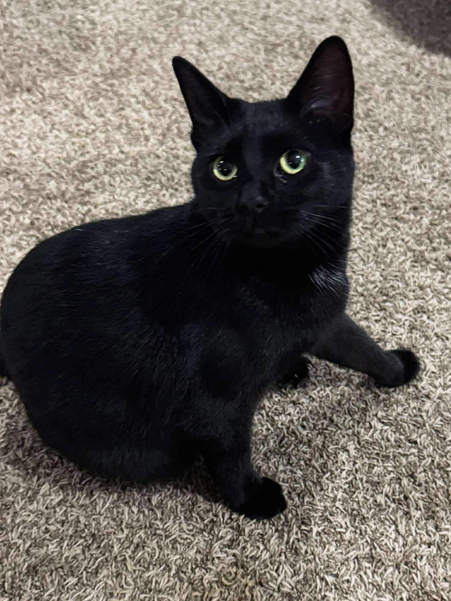 Harper, an adoptable Domestic Short Hair in Sioux Falls, SD, 57101 | Photo Image 2