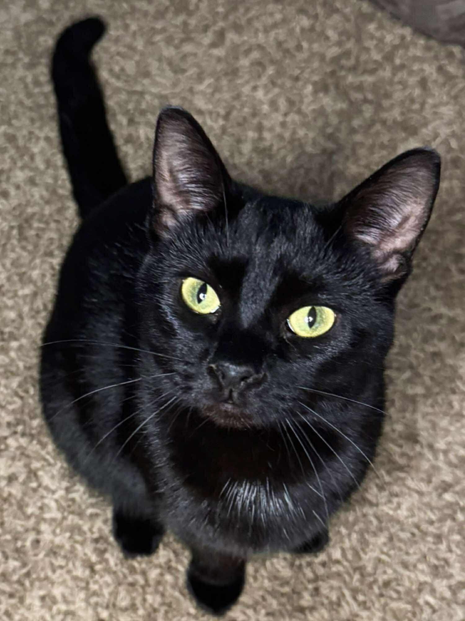 Harper, an adoptable Domestic Short Hair in Sioux Falls, SD, 57101 | Photo Image 1